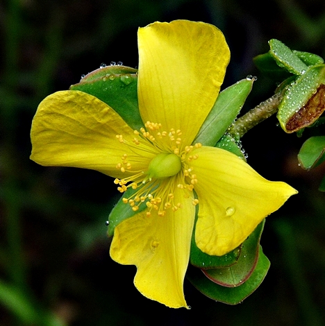 {Hypericum crux-andreae}